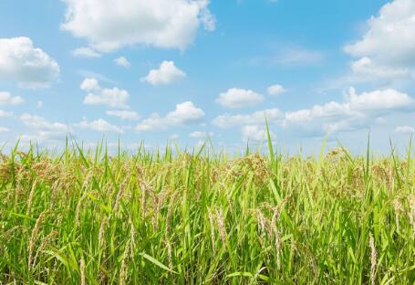 各地政策頻出，生物質發(fā)電引重視