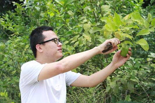 國(guó)網(wǎng)樂(lè)至縣供電分公司:檸檬飄香玉米黃 騎龍廟村迎來(lái)“豐收季”