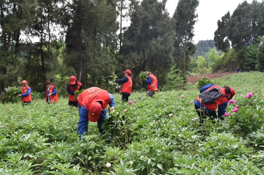 國(guó)網(wǎng)樂(lè)至供電公司:“致富花”開(kāi)香滿園
