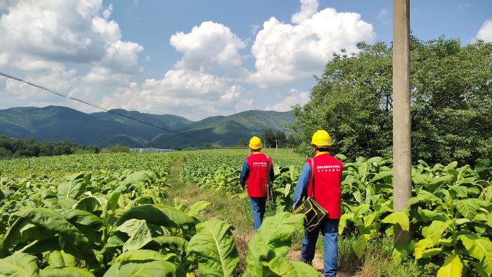 國網(wǎng)洛南縣公司“零距離”服務(wù)煙農(nóng) 護航“黃金葉”生產(chǎn)